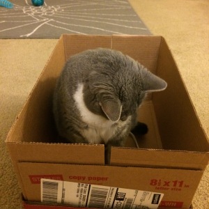Cat follows string into box